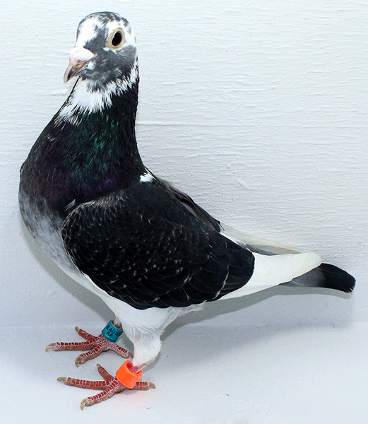 Band: AU 41453 AA 2025